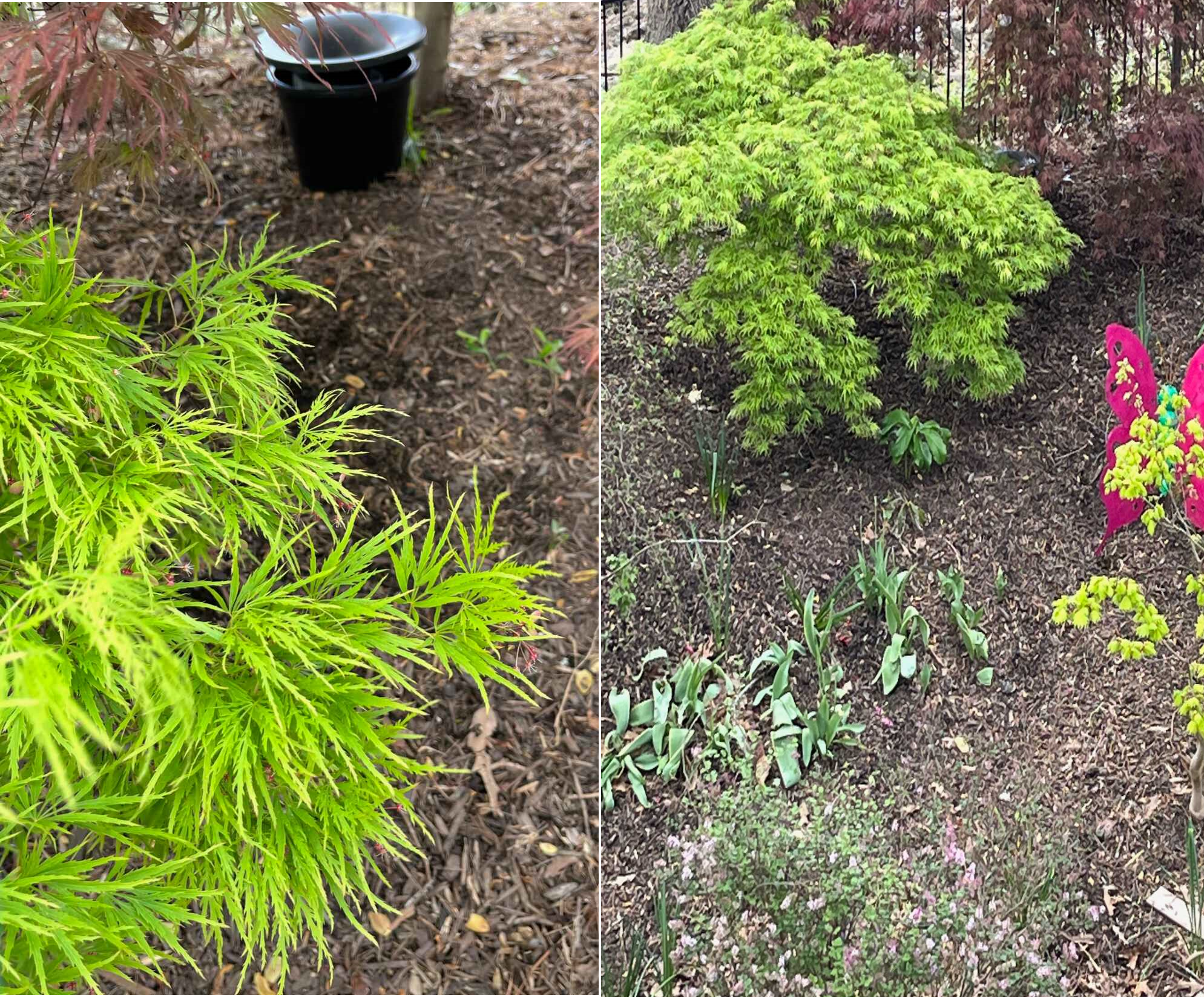 Nature's Green In Action. Mosquito bait bucket, hidden in the plants